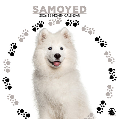 Samoyed - Square Calendar 2026