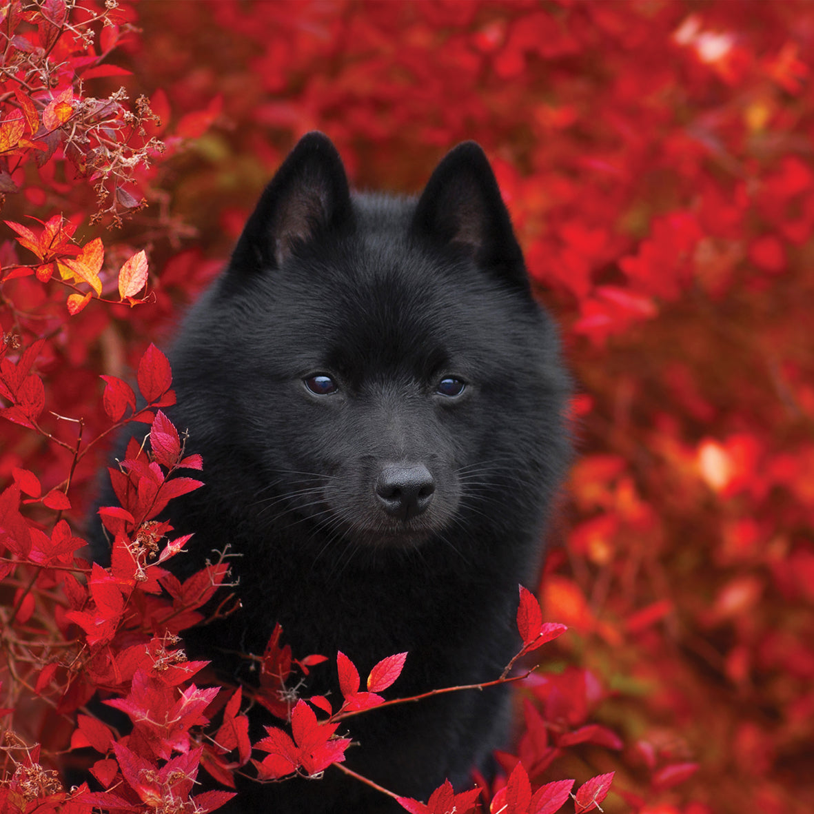 Schipperke - Square Calendar 2026