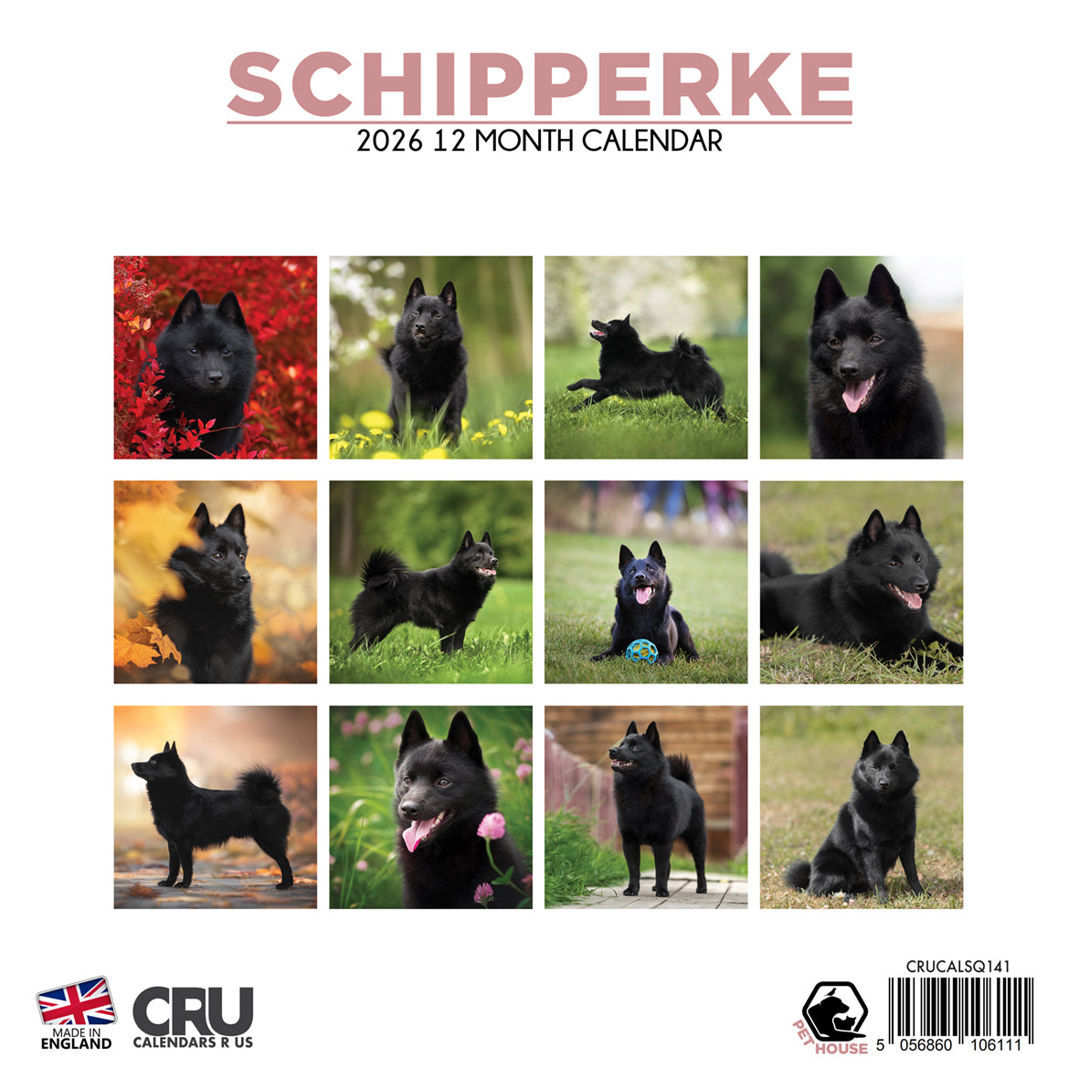 Schipperke - Square Calendar 2026