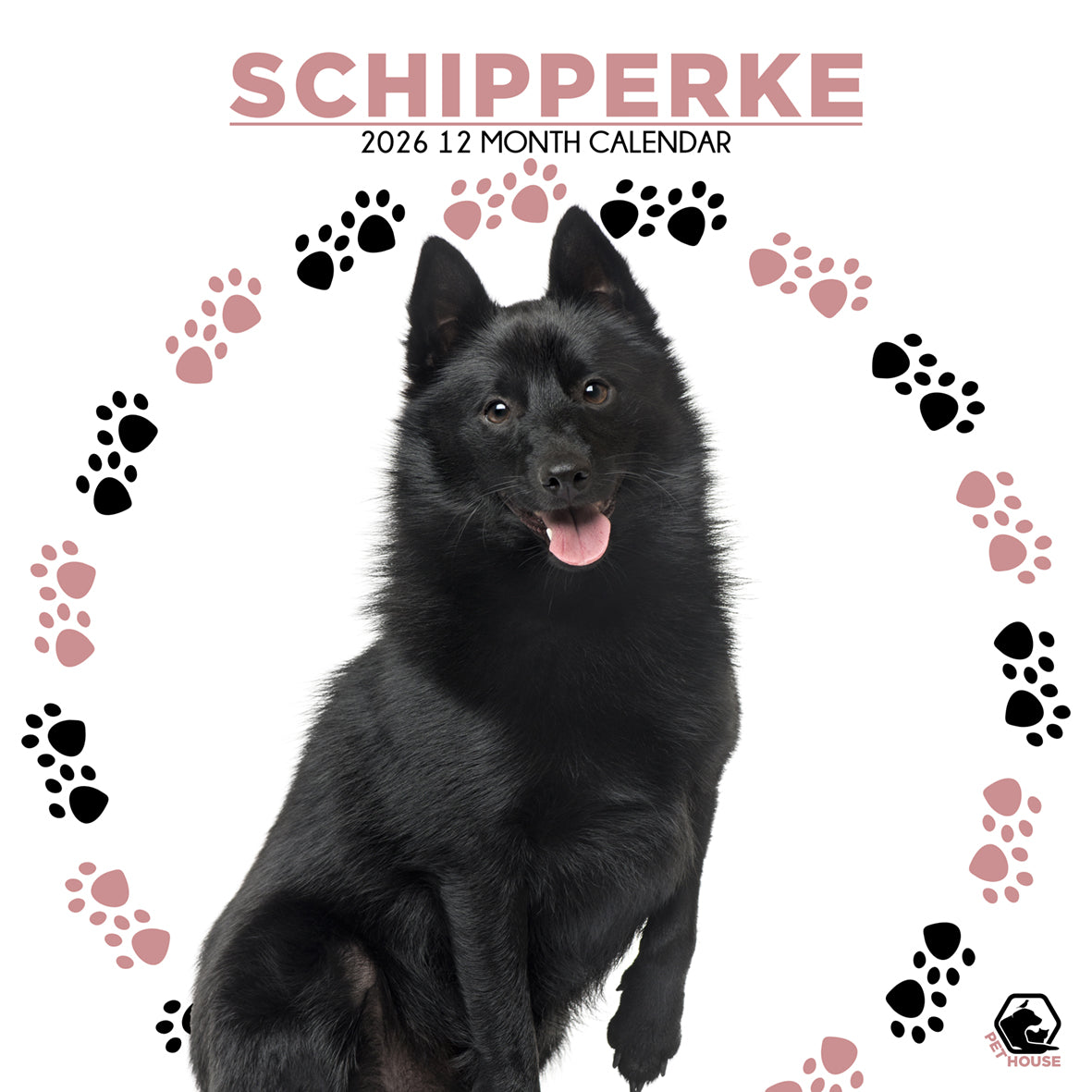 Schipperke - Square Calendar 2026