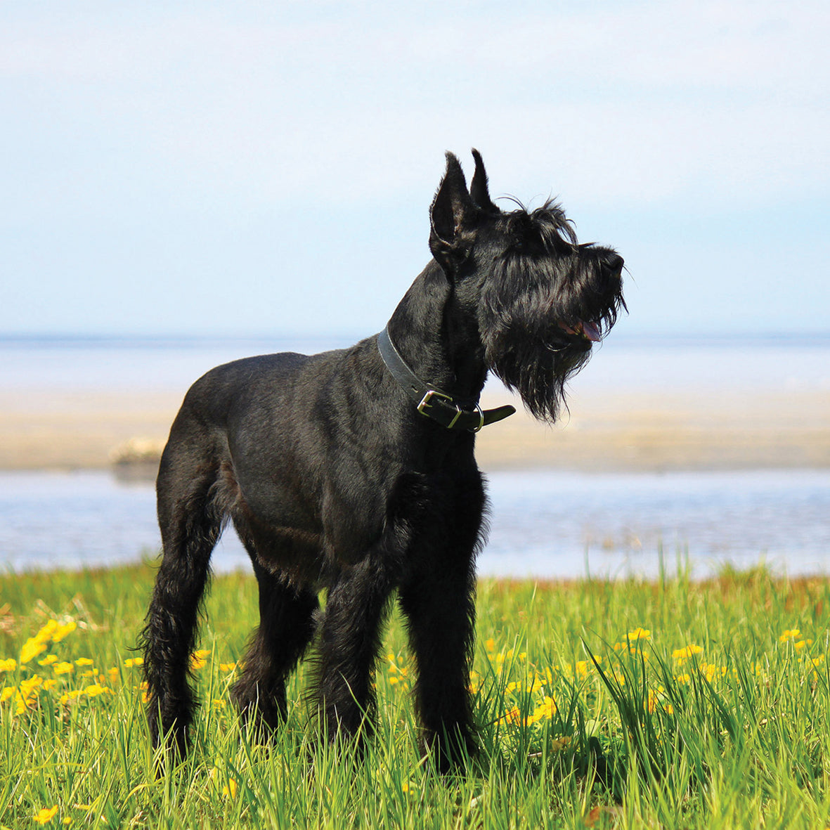Schnauzer - Square Calendar 2026