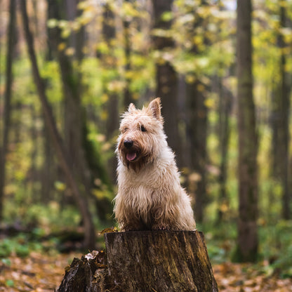 Scottish Terrier - Square Calendar 2026