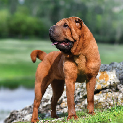 Shar Pei - Square Calendar 2026