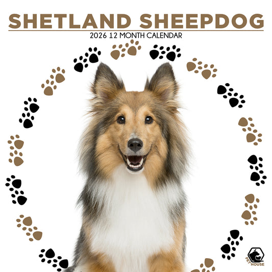 Shetland Sheepdog - Square Calendar 2026