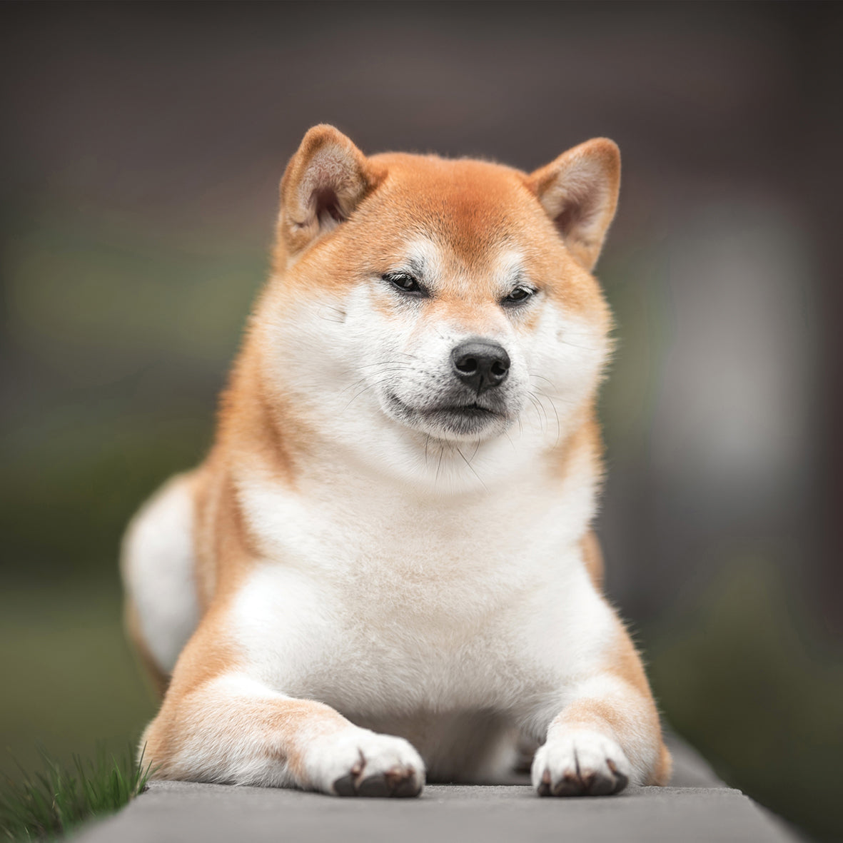 Shiba Inu - Square Calendar 2026