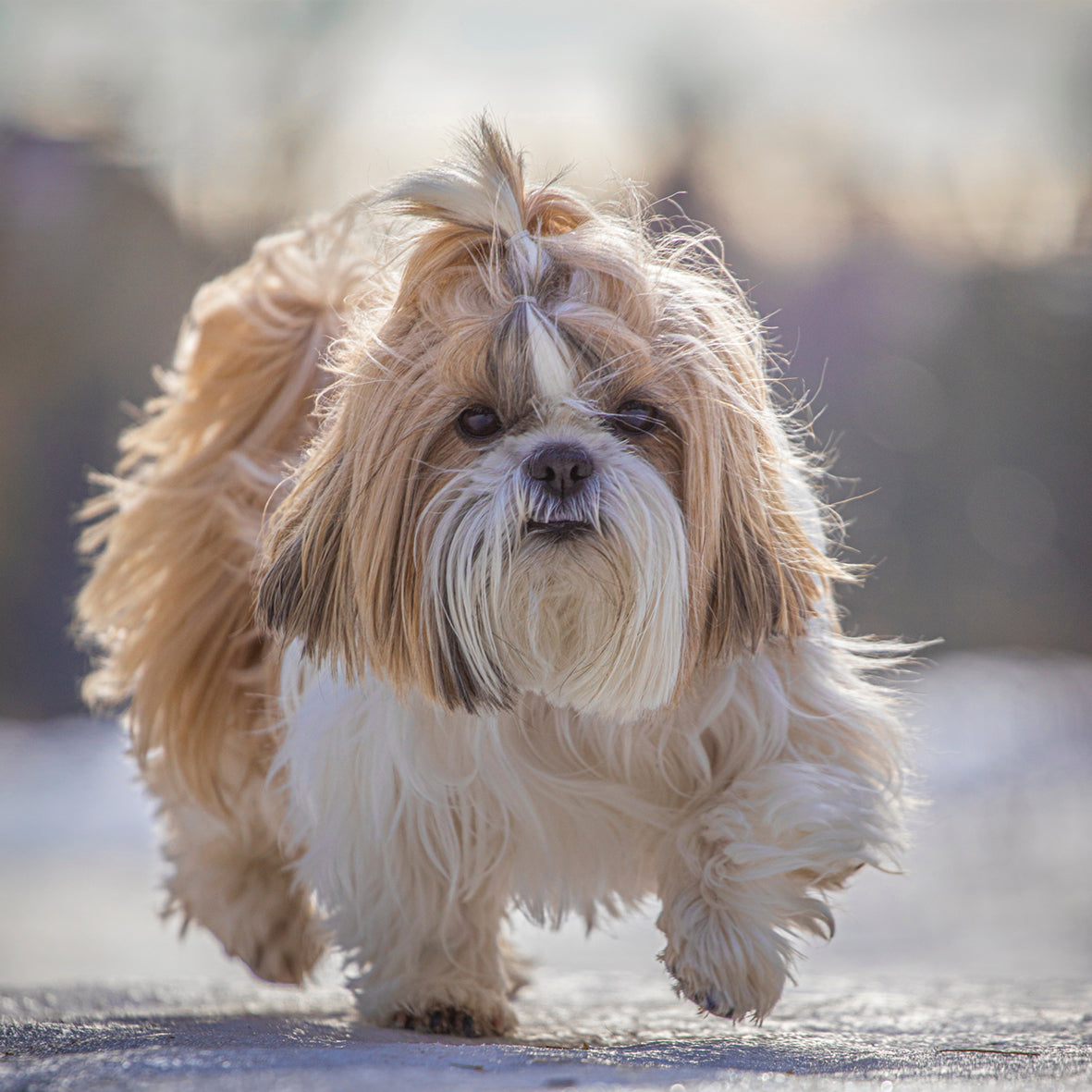 Shih Tzu - Square Calendar 2026