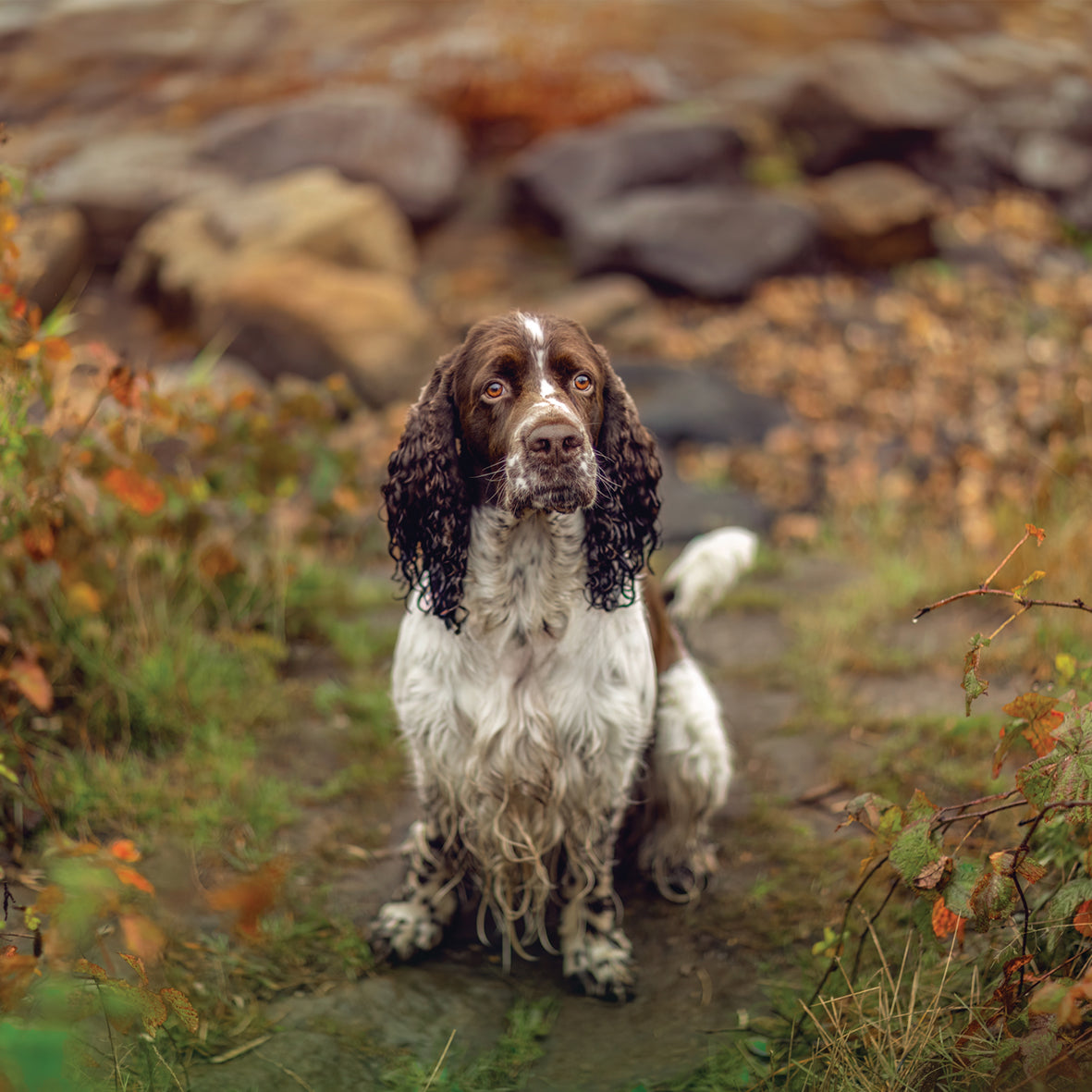 Springer Spaniel - Square Calendar 2026