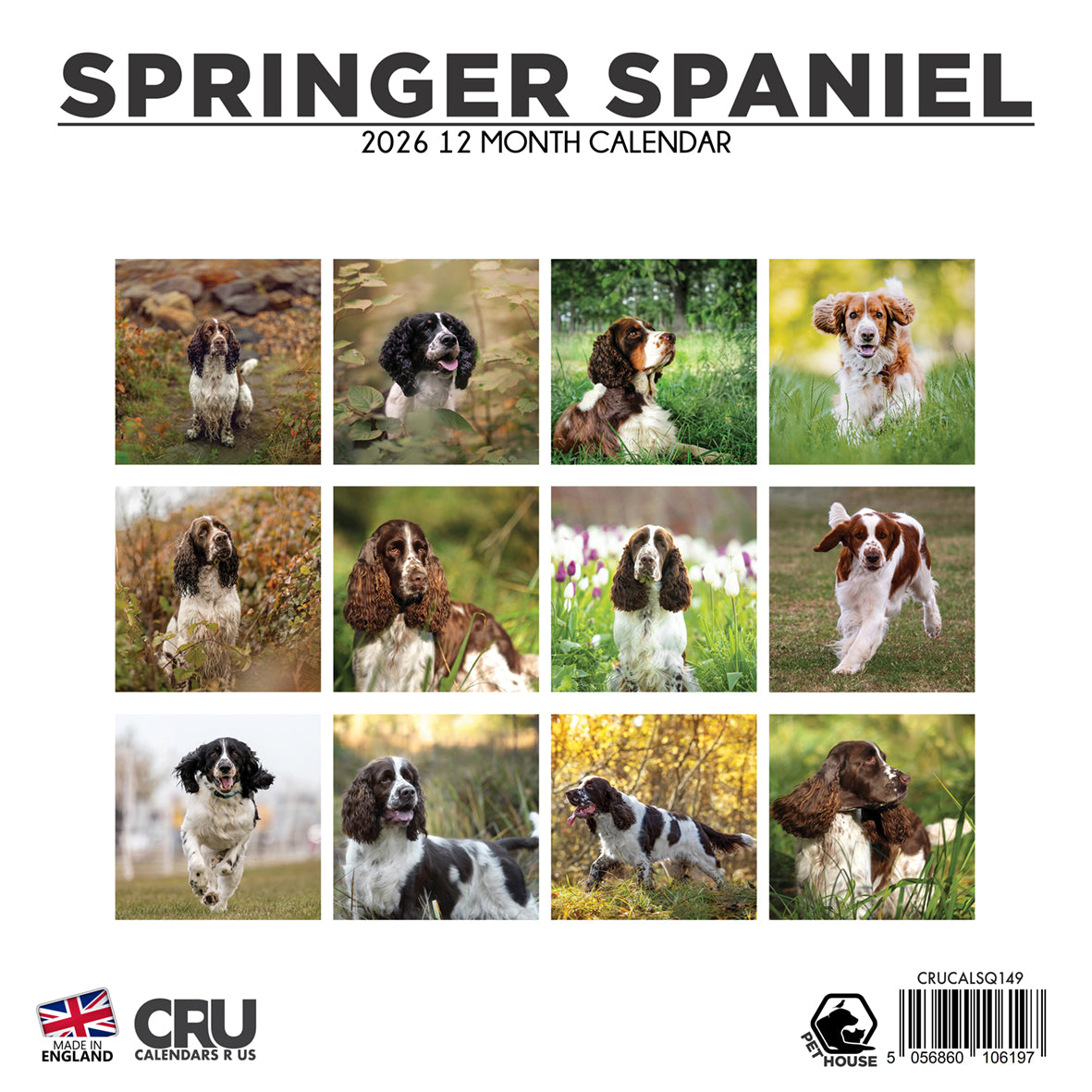 Springer Spaniel - Square Calendar 2026