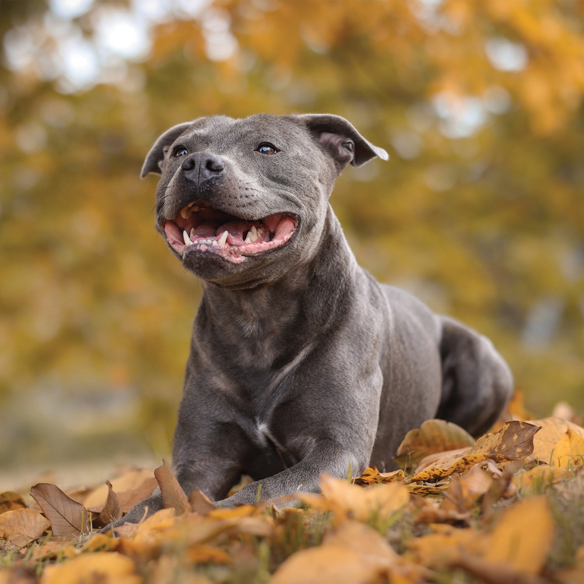 Staffordshire Bull Terrier - Square Calendar 2026