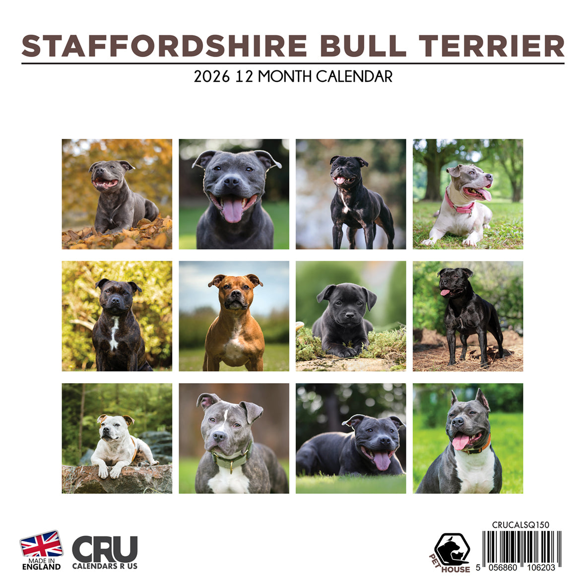Staffordshire Bull Terrier - Square Calendar 2026