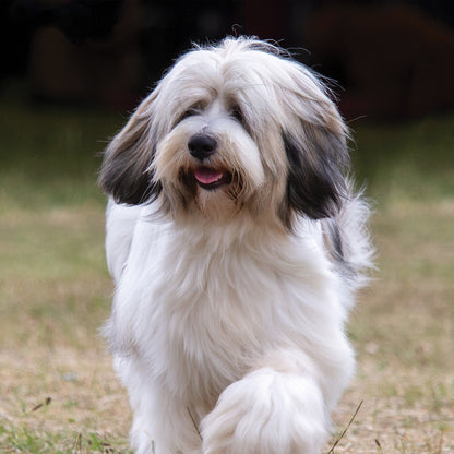 Tibetan Terrier - Square Calendar 2026