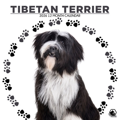 Tibetan Terrier - Square Calendar 2026