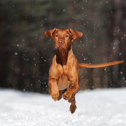 Vizsla - Square Calendar 2026