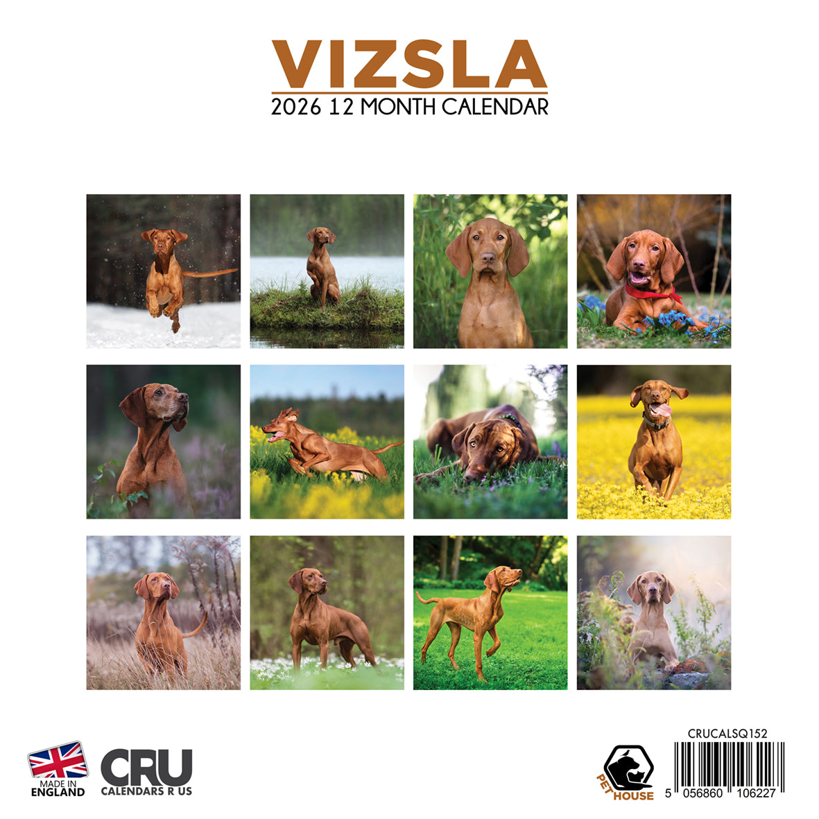 Vizsla - Square Calendar 2026