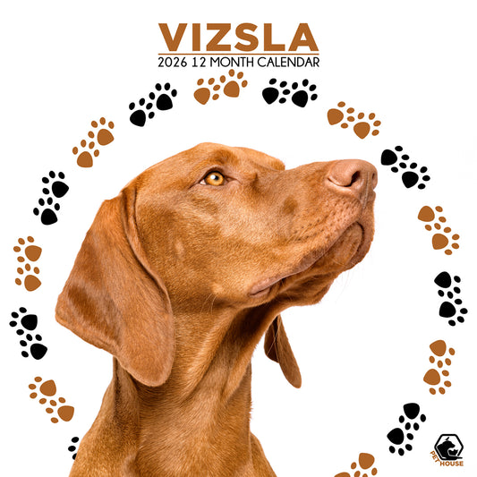 Vizsla - Square Calendar 2026