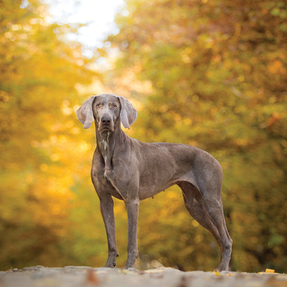 Weimaraner - Square Calendar 2026
