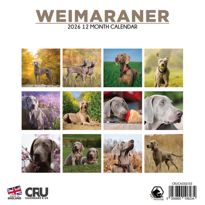 Weimaraner - Square Calendar 2026