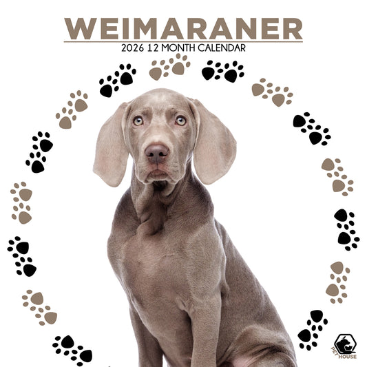 Weimaraner - Square Calendar 2026