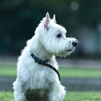 West Highland Terrier - Square Calendar 2026