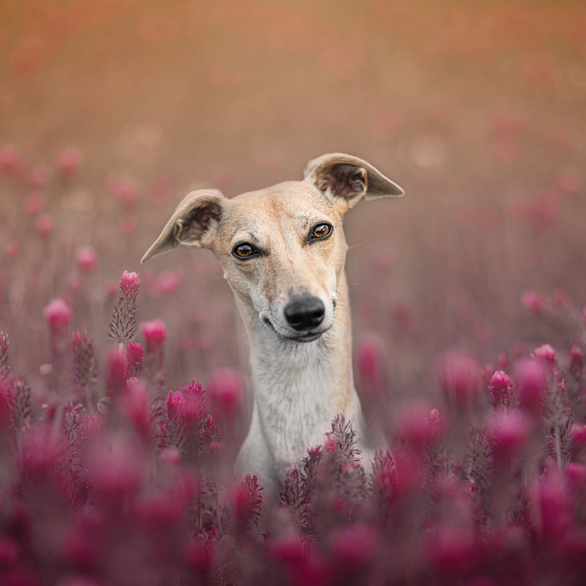 Whippet - Square Calendar 2026