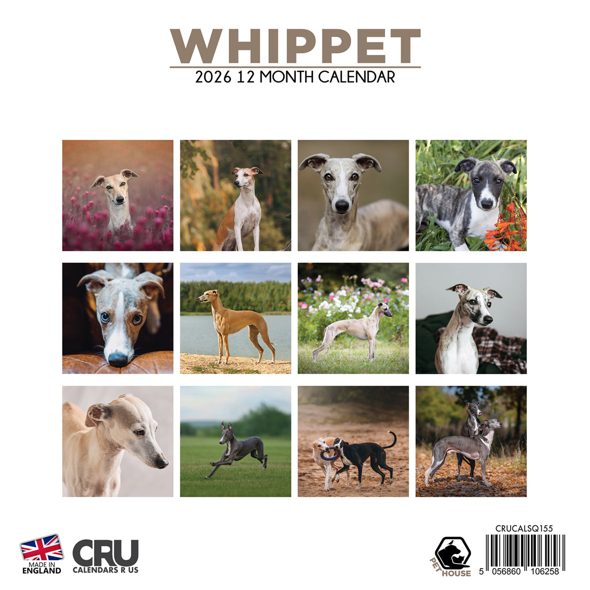 Whippet - Square Calendar 2026