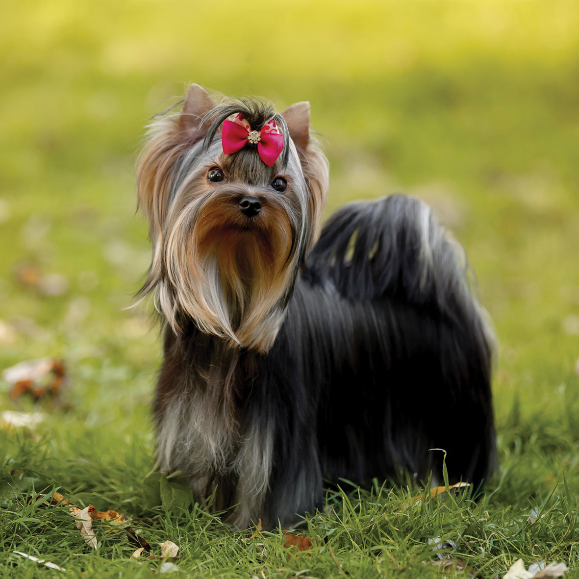 Yorkshire Terrier - Square Calendar 2026