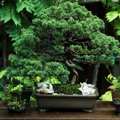 Bonsai - Calendar 2026