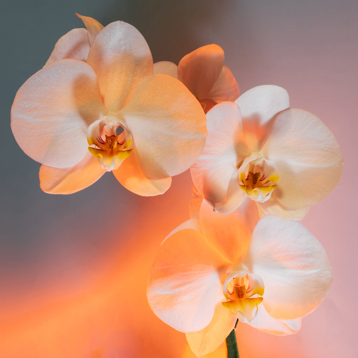 Orchids - Calendar 2026