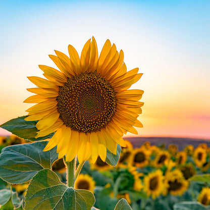 Sunflowers - Calendar 2026
