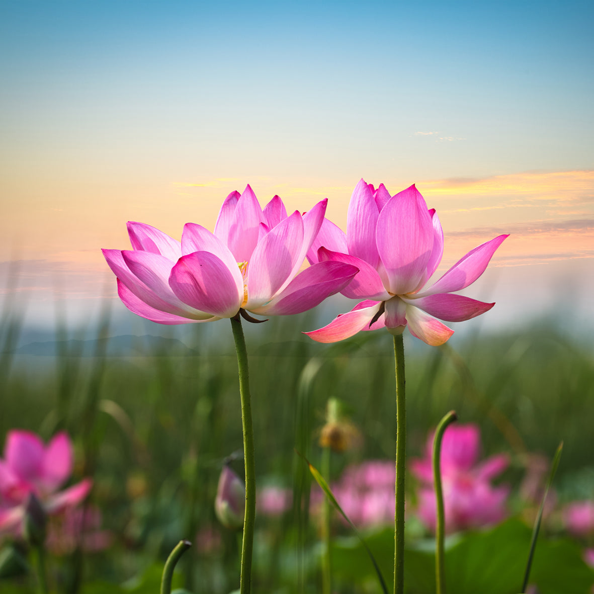 Tranquility - Calendar 2026