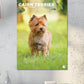 Cairn Terrier Calendar 2025