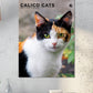 Calico Cats Calendar 2025