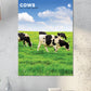 Cows Calendar 2025