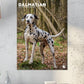 Dalmatian Calendar 2025