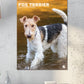 Fox Terrier Calendar 2025