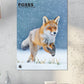 Foxes Calendar 2025