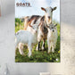 Goats Calendar 2025