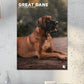 Great Dane Calendar 2025