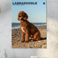 Labradoodle Calendar 2025