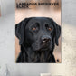 Labrador Retriever Black Calendar 2025