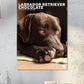 Labrador Retriever Chocolate Calendar 2025