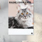 Maine Coon Cats Calendar 2024