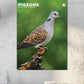 Pigeons Calendar 2025
