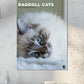 Ragdoll Cats Calendar 2025