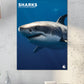 Sharks Calendar 2025