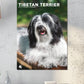 Tibetan Terrier Calendar 2025