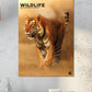Wildlife Calendar 2025